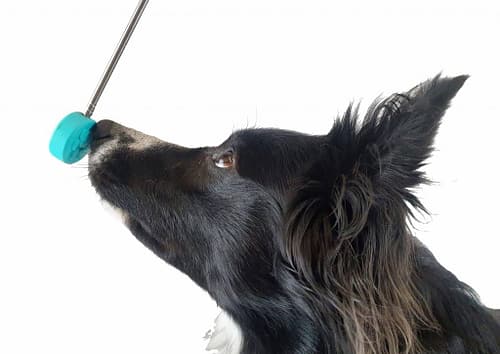 Targetstick Melli4Dogs mit Hund Ayden