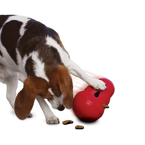 Kong Wobbler mit Hund